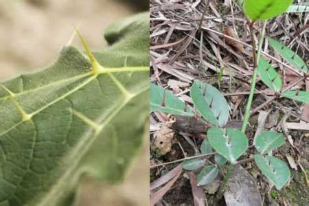 葉子上有刺的植物|叶子带刺的植物叫什么